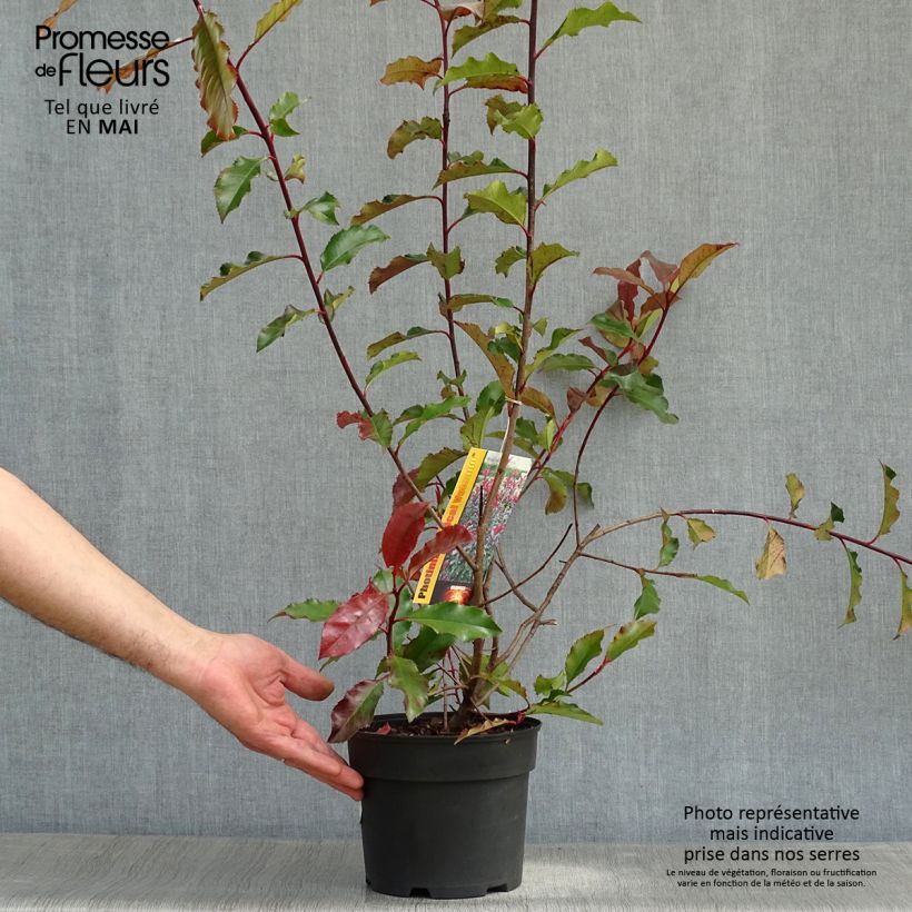 Photinia fraseri Magical Volcano - Christmas Berry 2L/3L pot sample as delivered in spring