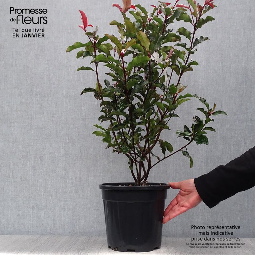 Photinia fraseri Magical Volcano - Christmas Berry 7.5L/10L pot sample as delivered in winter