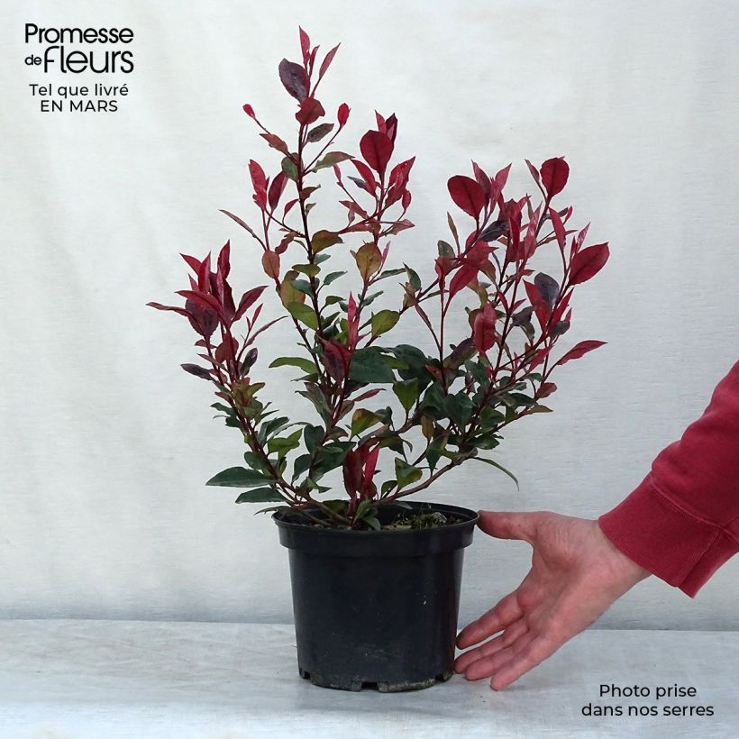 Photinia fraseri Nana - Christmas Berry 2L/3L pot sample as delivered in spring