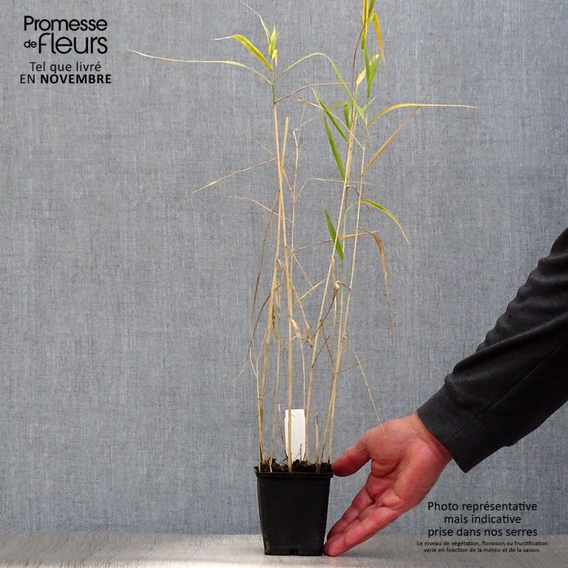 Phragmites australis 8/9 cm pot sample as delivered in autumn