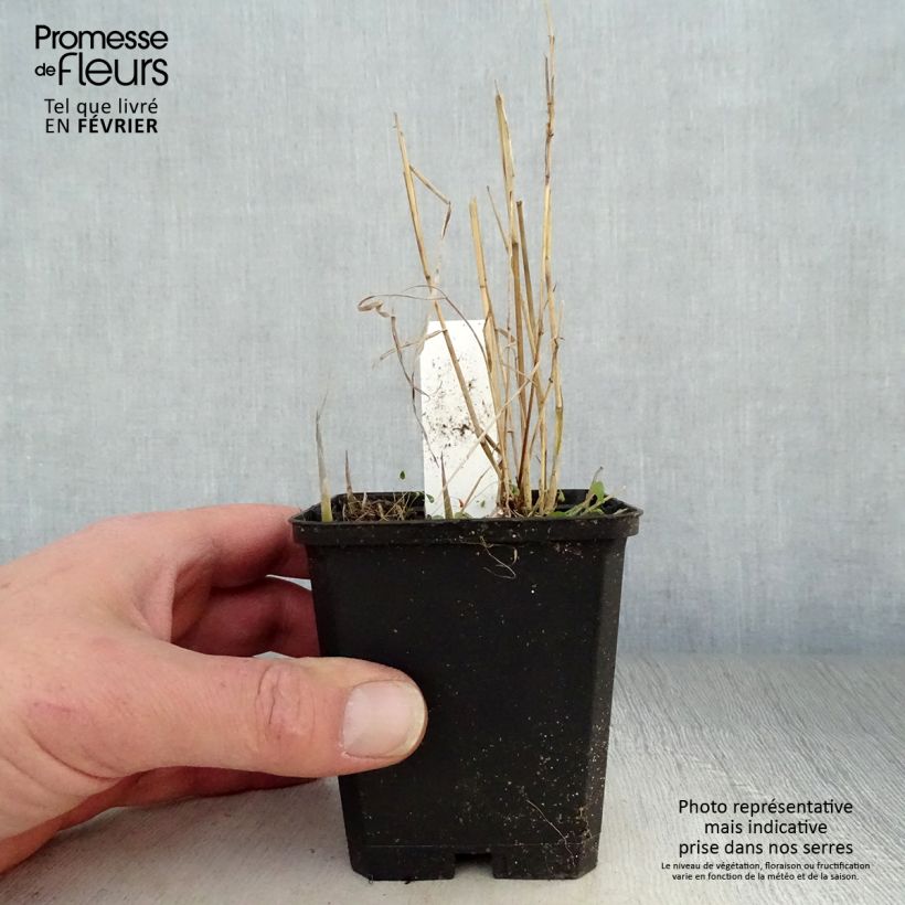 Phragmites australis 8/9 cm pot sample as delivered in winter