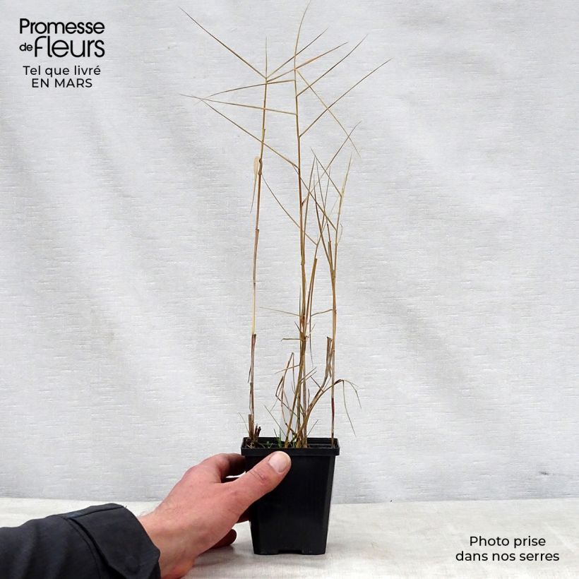 Phragmites australis Variegatus 8/9 cm pot sample as delivered in spring