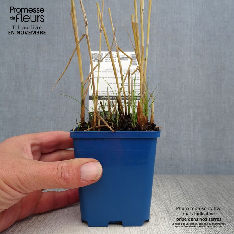 Phragmites australis Variegatus 8/9 cm pot sample as delivered in autumn
