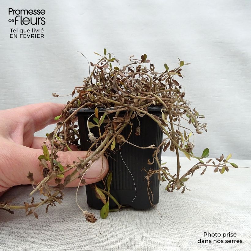 Phyla nodiflora - Capeweed 8/9 cm pot sample as delivered in winter