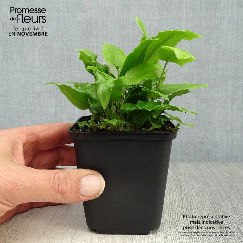 Phyllitis scolopendrium 8/9 cm pot sample as delivered in autumn
