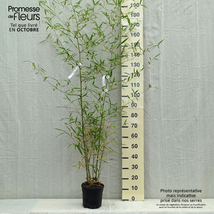 Phyllostachys atrovaginata Green Perfume - Medium Bamboo 4L/5L pot sample as delivered in autumn