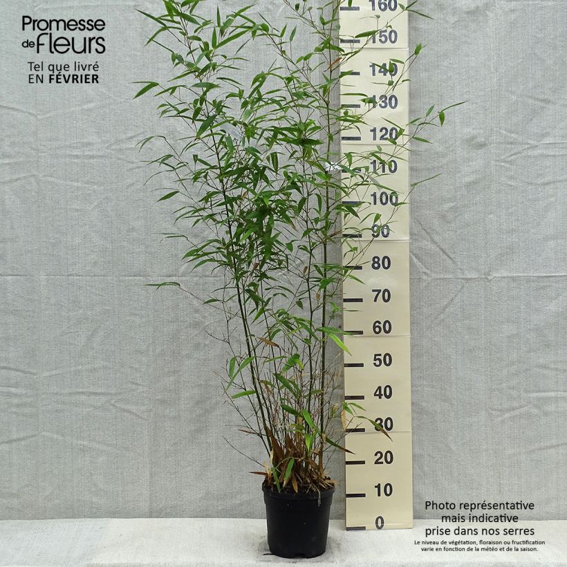 Phyllostachys atrovaginata Green Perfume - Medium Bamboo 4L/5L pot sample as delivered in winter