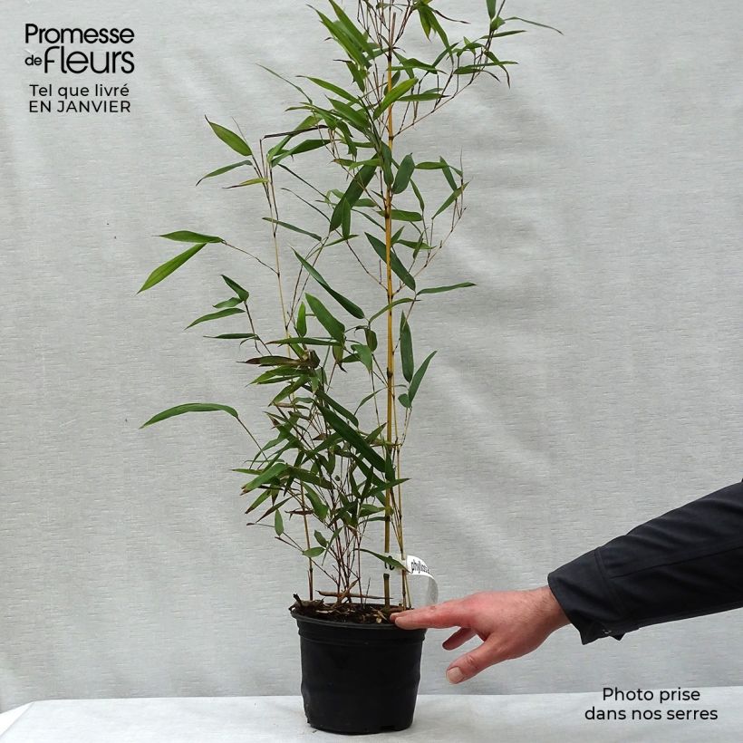 Yellow Bamboo - Phyllostachys aureosulcata Aureocaulis 2L/3L pot sample as delivered in winter