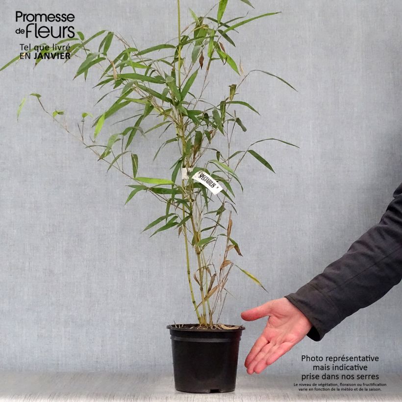 Phyllostachys aureosulcata Spectabilis - Bamboo 2L/3L pot sample as delivered in winter