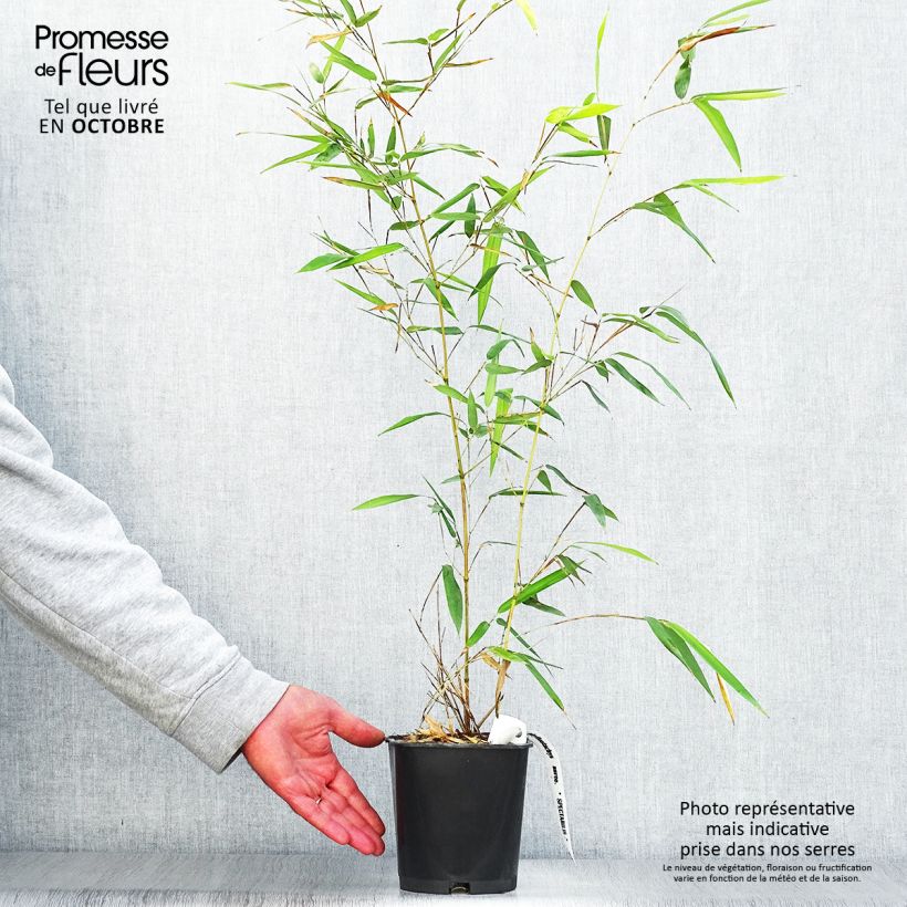 Phyllostachys aureosulcata Spectabilis - Bamboo 2L/3L pot sample as delivered in autumn