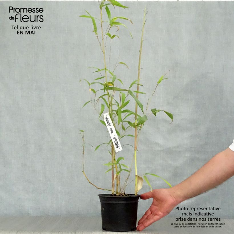 Phyllostachys aureosulcata Spectabilis - Bamboo 2L/3L pot sample as delivered in spring