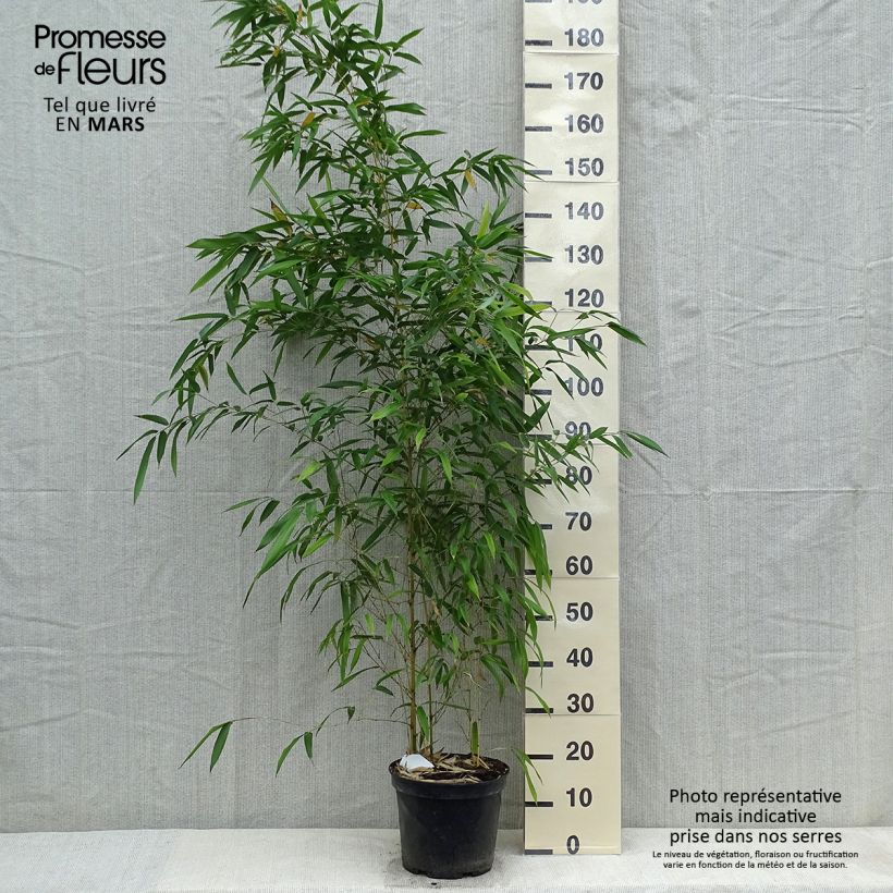 Phyllostachys aureosulcata Spectabilis - Bamboo 4L/5L pot sample as delivered in spring