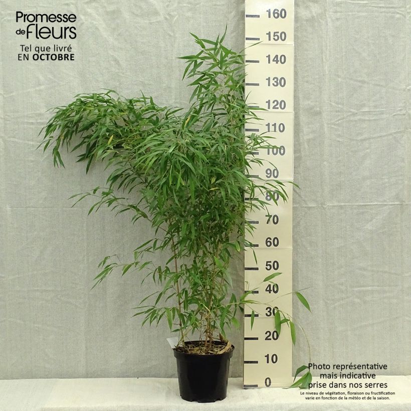 Phyllostachys aureosulcata Spectabilis - Bamboo 7.5L/10L pot sample as delivered in autumn