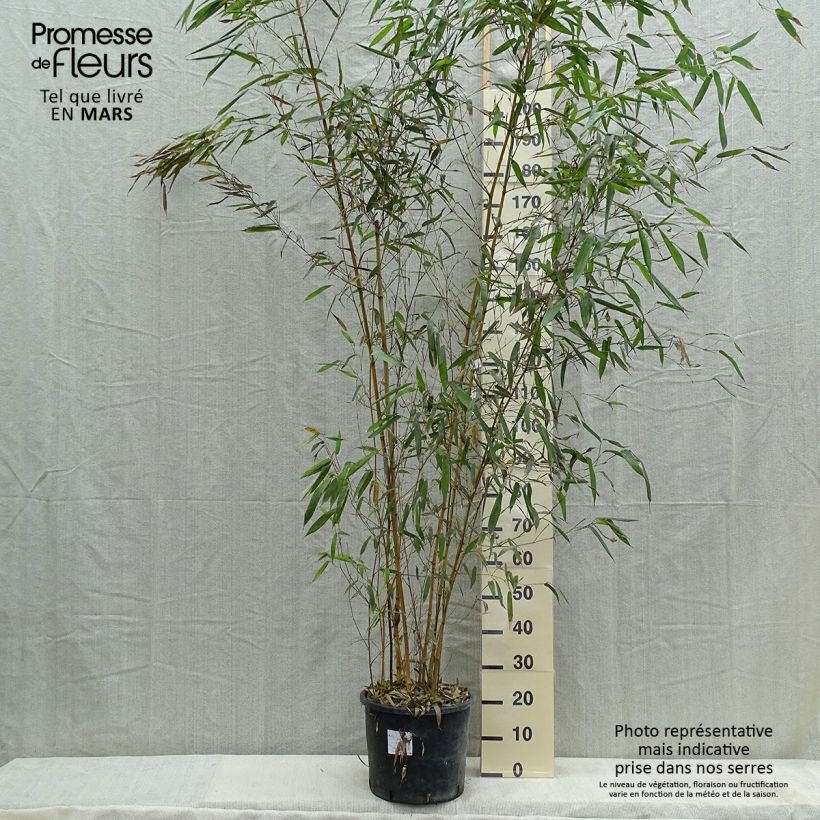 Phyllostachys aureosulcata Spectabilis - Bamboo 7.5L/10L pot sample as delivered in spring