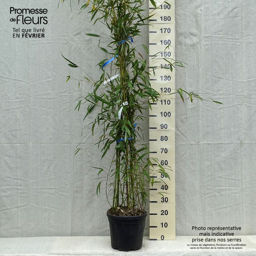 Phyllostachys flexuosa -Sinuate Bamboo 7.5L/10L pot sample as delivered in winter