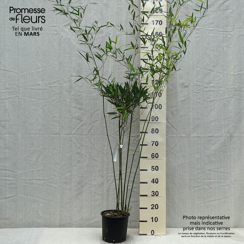 Phyllostachys heteroclada - Giant Bamboo 4L/5L pot sample as delivered in spring