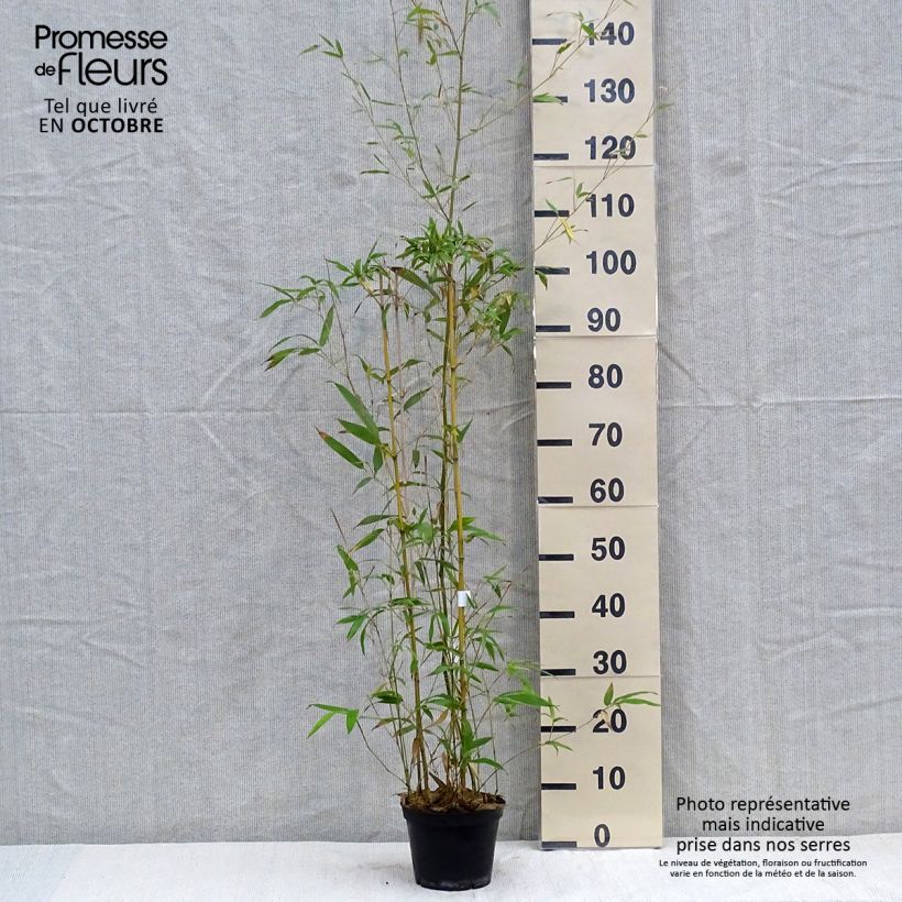 Phyllostachys humilis - Bamboo 2L/3L pot sample as delivered in autumn