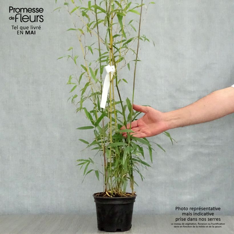 Phyllostachys humilis - Bamboo 2L/3L pot sample as delivered in spring