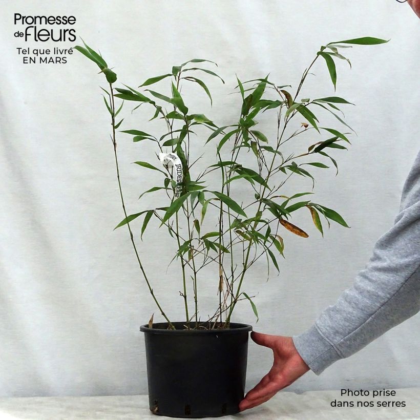 Phyllostachys iridescens - Bamboo 4L/5L pot sample as delivered in spring