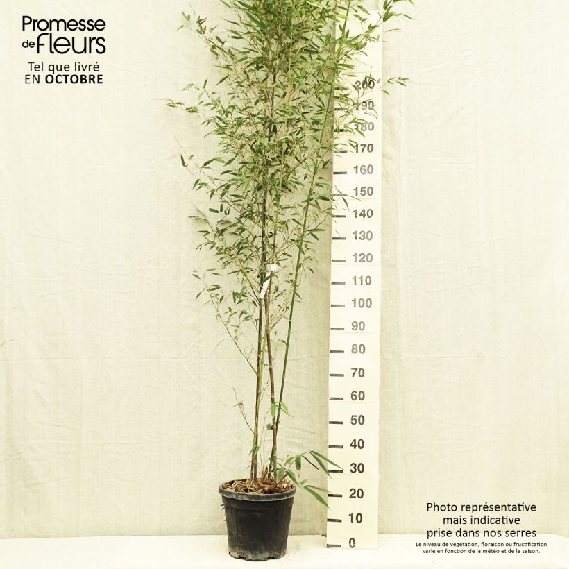 Phyllostachys nigra Boryana - Black Bamboo 7.5L/10L pot sample as delivered in autumn