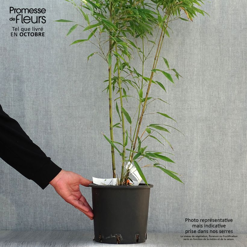 Phyllostachys nigra Boryana - Black Bamboo 4L/5L pot sample as delivered in autumn