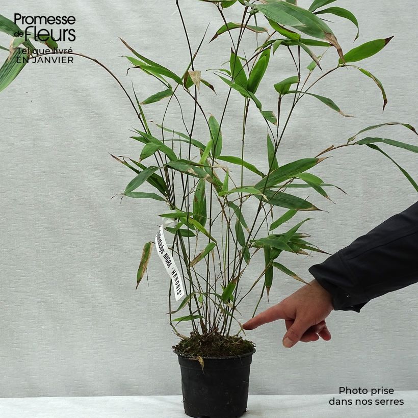 Phyllostachys nigra Henonis - Black Bamboo 2L/3L pot sample as delivered in winter
