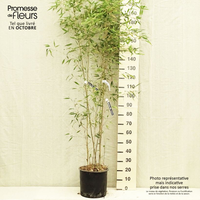 Phyllostachys nigra Henonis - Black Bamboo 7.5L/10L pot sample as delivered in autumn