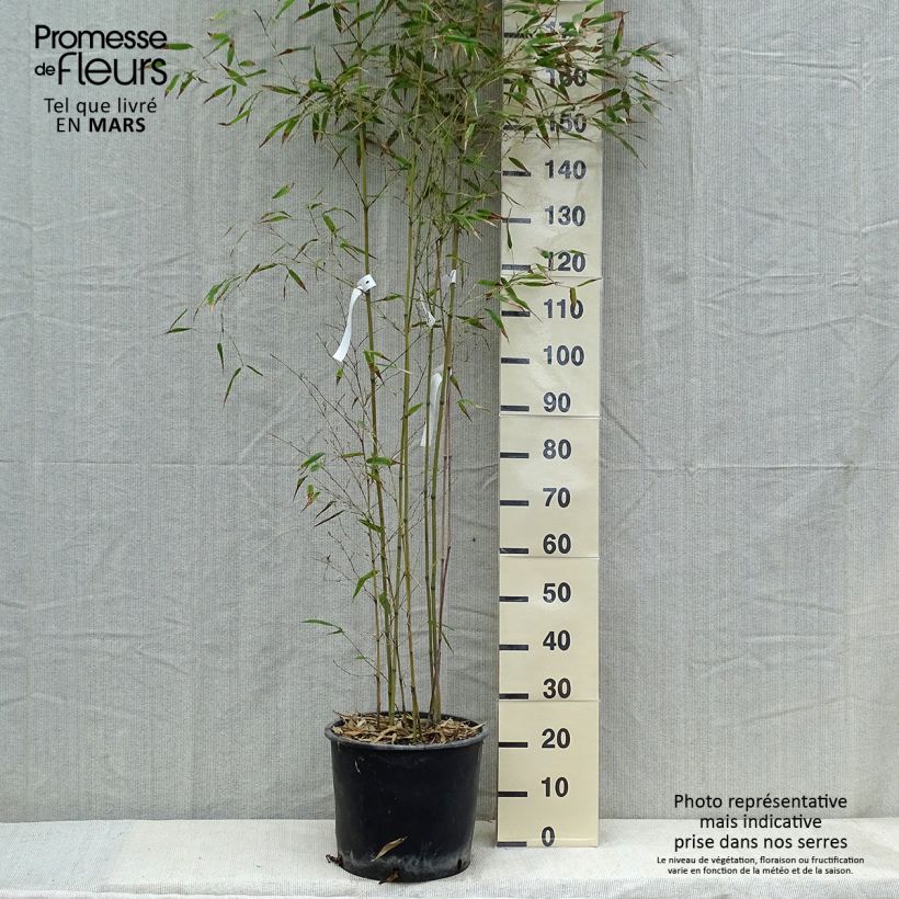 Phyllostachys nigra Henonis - Black Bamboo 7.5L/10L pot sample as delivered in winter
