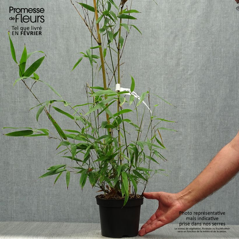 Phyllostachys nigra Henonis - Black Bamboo 2L/3L pot sample as delivered in autumn