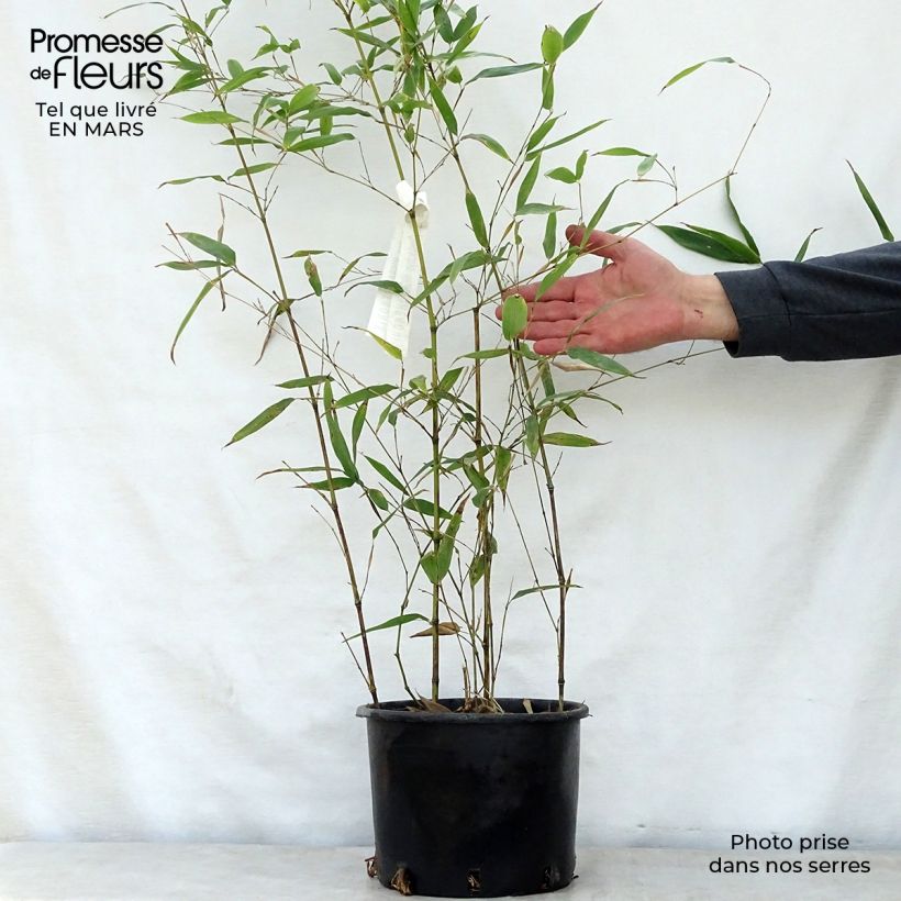 Phyllostachys nigra Henonis - Black Bamboo 4L/5L pot sample as delivered in spring
