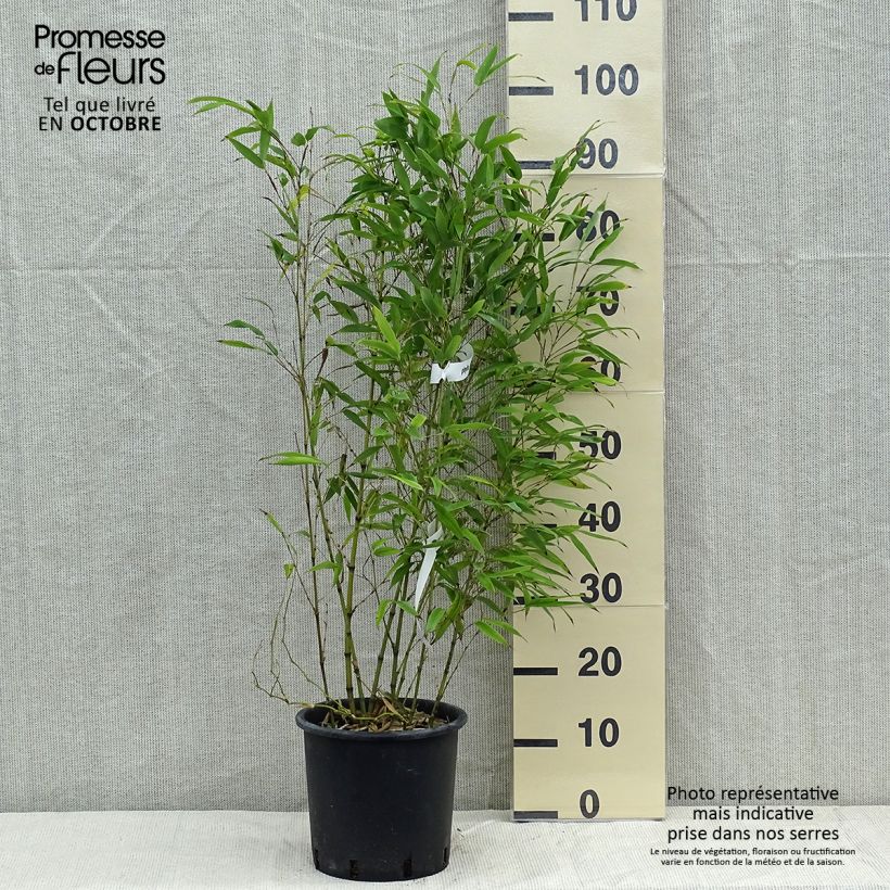 Phyllostachys nigra Henonis - Black Bamboo 4L/5L pot sample as delivered in autumn