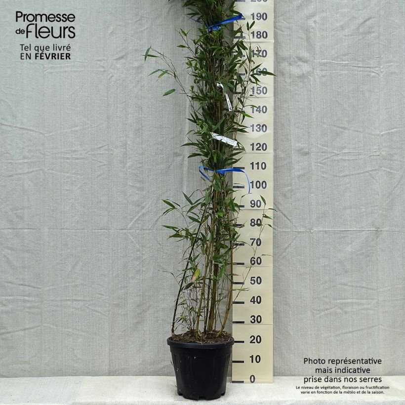 Phyllostachys nigra Megurochiku - Black Bamboo 7.5L/10L pot sample as delivered in winter