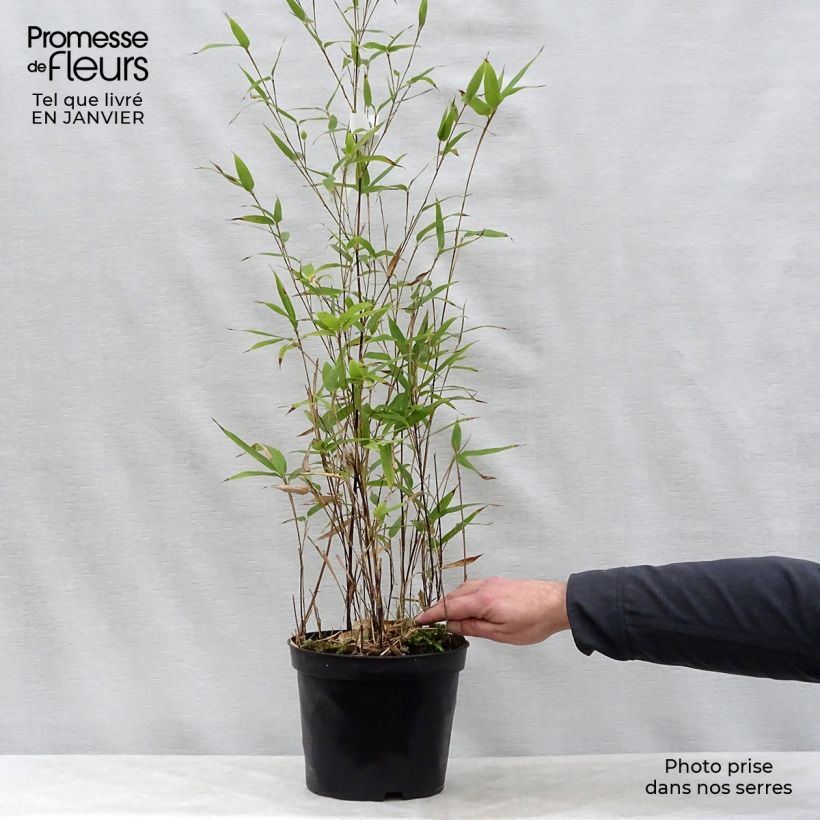 Black bamboo - Phyllostachys nigra 4L/5L pot sample as delivered in winter