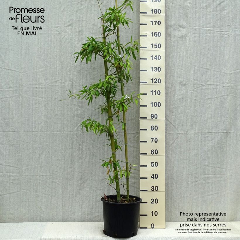Phyllostachys parviflora - Giant Bamboo 7.5L/10L pot sample as delivered in spring