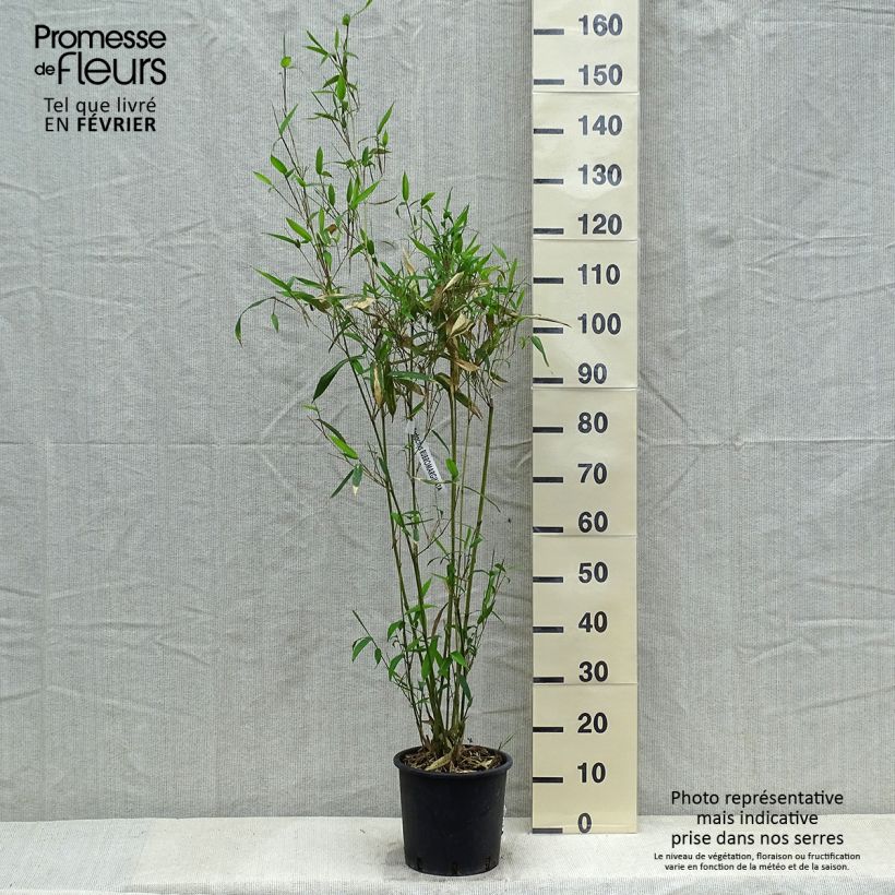 Phyllostachys rubromarginata 4L/5L pot sample as delivered in winter