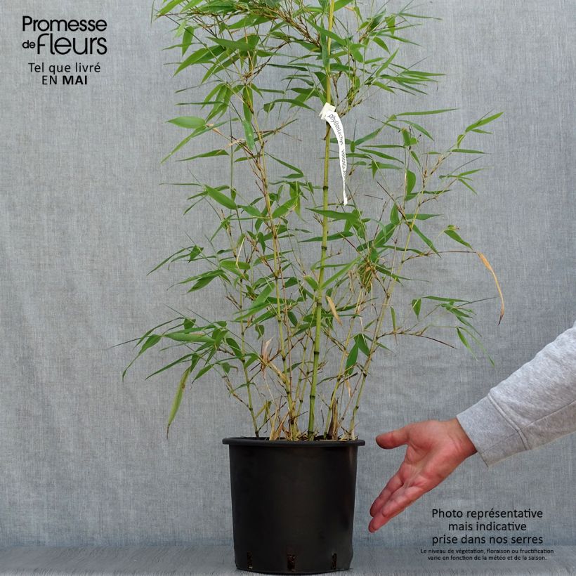 Phyllostachys viridiglaucescens - Green-glaucous Bamboo 4L/5L pot sample as delivered in spring