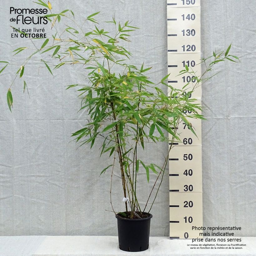 Phyllostachys viridiglaucescens - Green-glaucous Bamboo 4L/5L pot sample as delivered in autumn