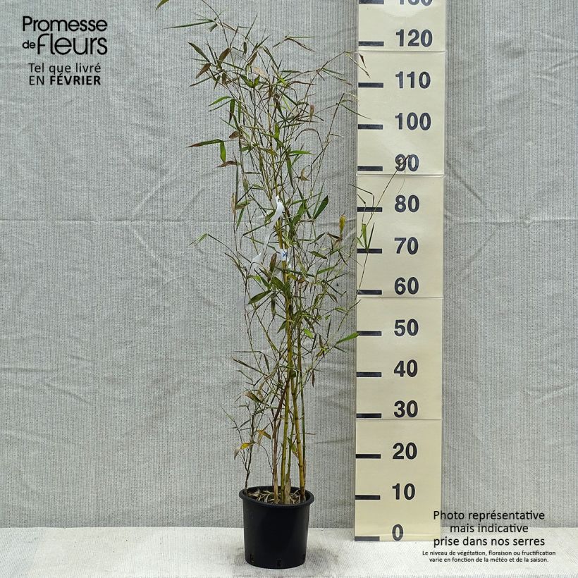 Phyllostachys viridis Sulphurea - Golden Chinese Bamboo 2L/3L pot sample as delivered in winter
