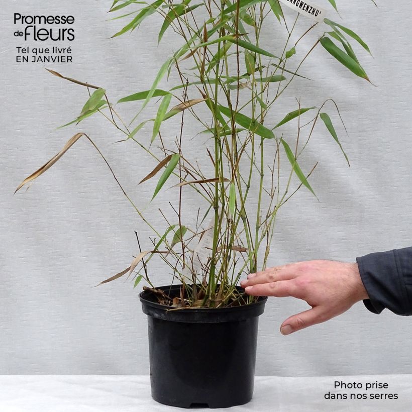 Phyllostachys vivax Huangwenzhu - Golden Chinese Timber Bamboo 4L/5L pot sample as delivered in winter