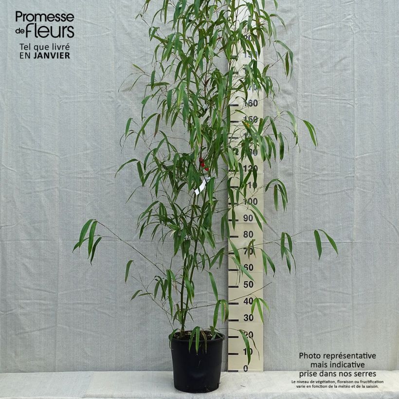 Phyllostachys vivax Huangwenzhu - Golden Chinese Timber Bamboo 7.5L/10L pot sample as delivered in winter