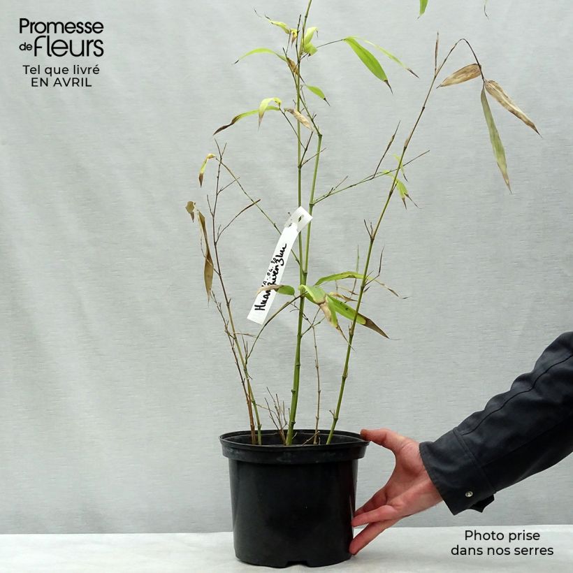 Phyllostachys vivax Huangwenzhu - Golden Chinese Timber Bamboo 4L/5L pot sample as delivered in spring