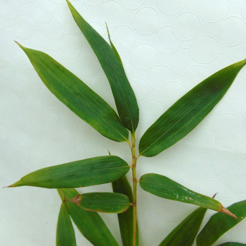 Phyllostachys vivax MacClure - Golden Chinese Timber Bamboo (Foliage)