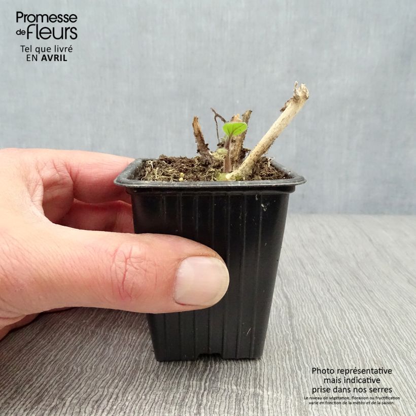 Physalis peruviana 7/8 cm pot sample as delivered in spring