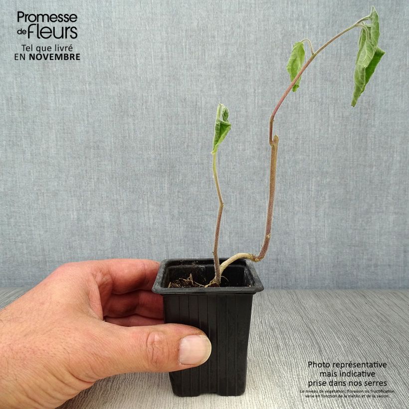Physalis peruviana 7/8 cm pot sample as delivered in autumn
