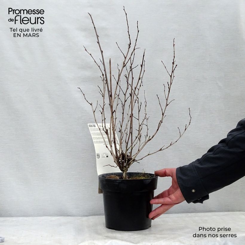Physocarpus opulifolius Rubella - Ninebark 2L/3L pot sample as delivered in winter