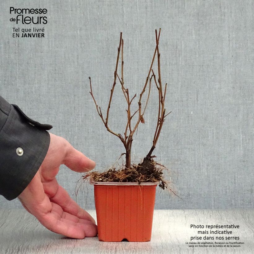 Physocarpus opulifolius Darts Gold - Ninebark 8/9 cm pot sample as delivered in winter