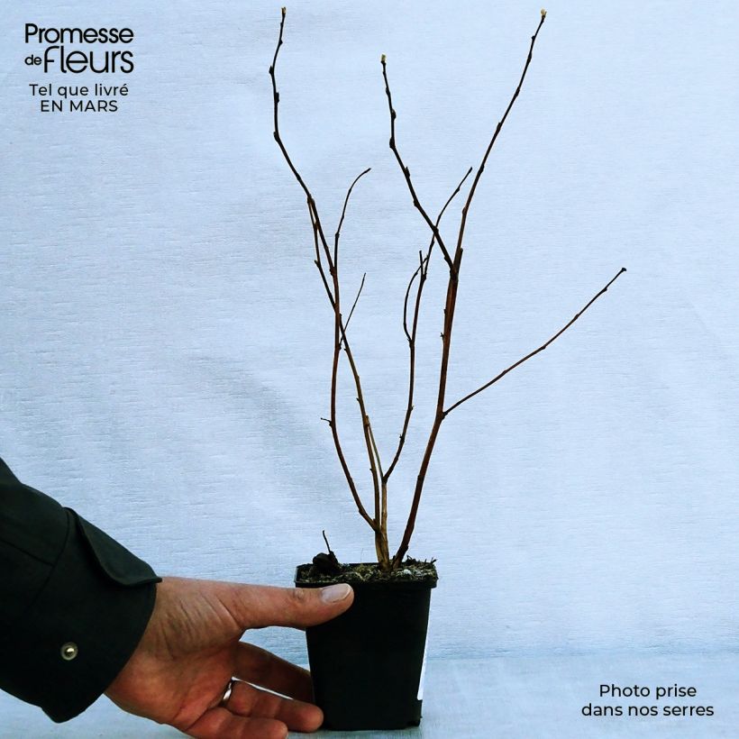 Physocarpus opulifolius Darts Gold - Ninebark 8/9 cm pot sample as delivered in spring