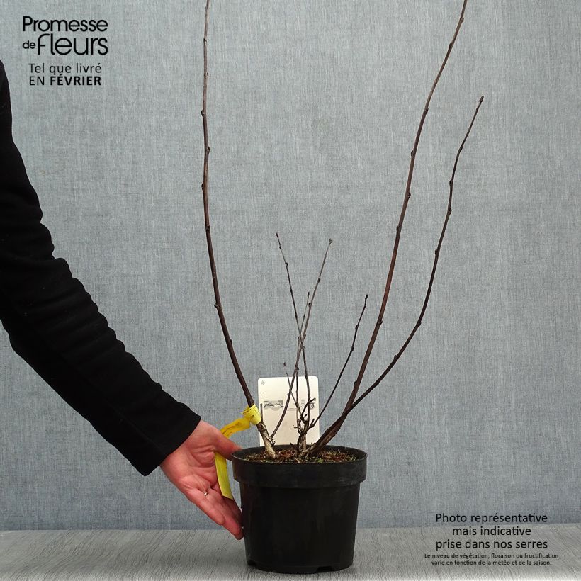 Physocarpus opulifolius Midnight - Ninebark 3L/4L pot sample as delivered in winter