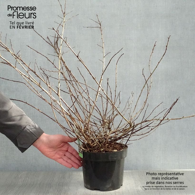 Physocarpus capitatus Tilden Park 3L/4L pot sample as delivered in winter