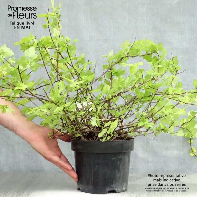 Physocarpus capitatus Tilden Park 3L/4L pot sample as delivered in spring